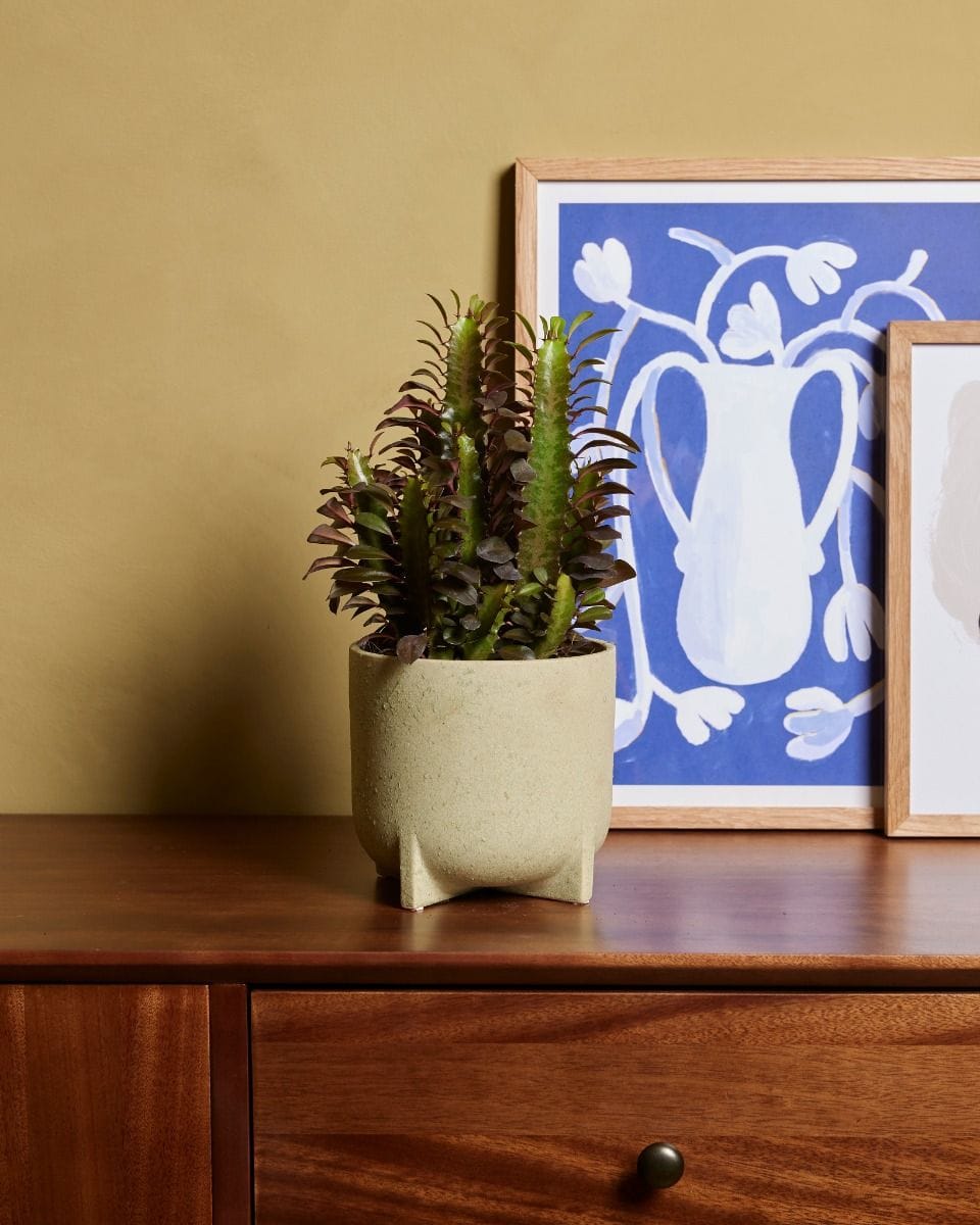Euphorbia Cowboy Cactus Rubra