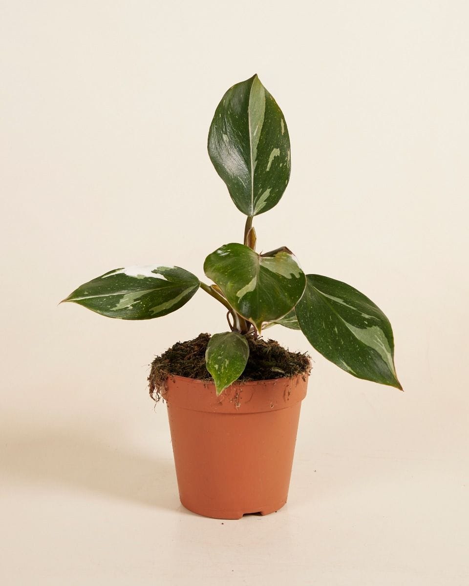 Philodendron White Knight