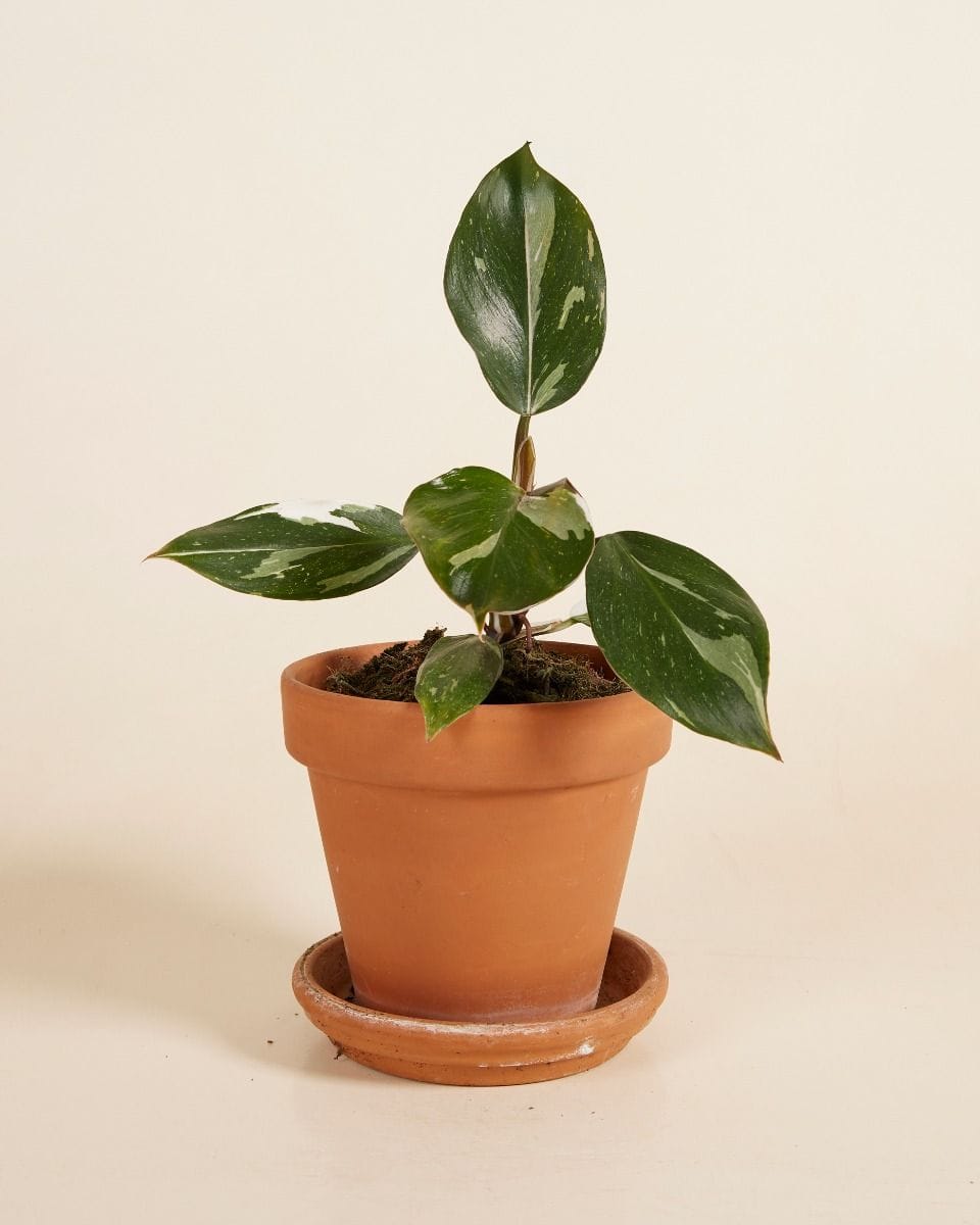 Philodendron White Knight