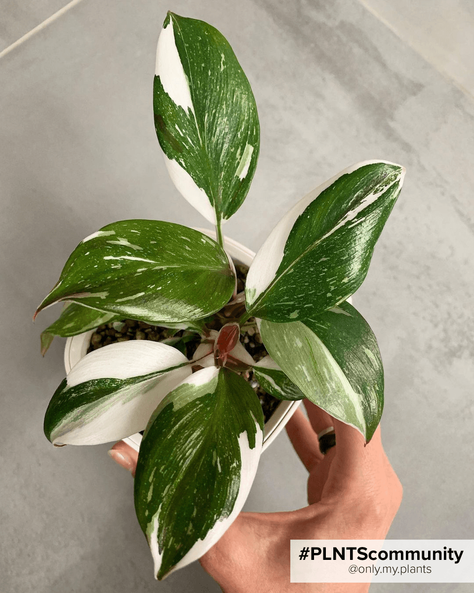 Philodendron White Knight
