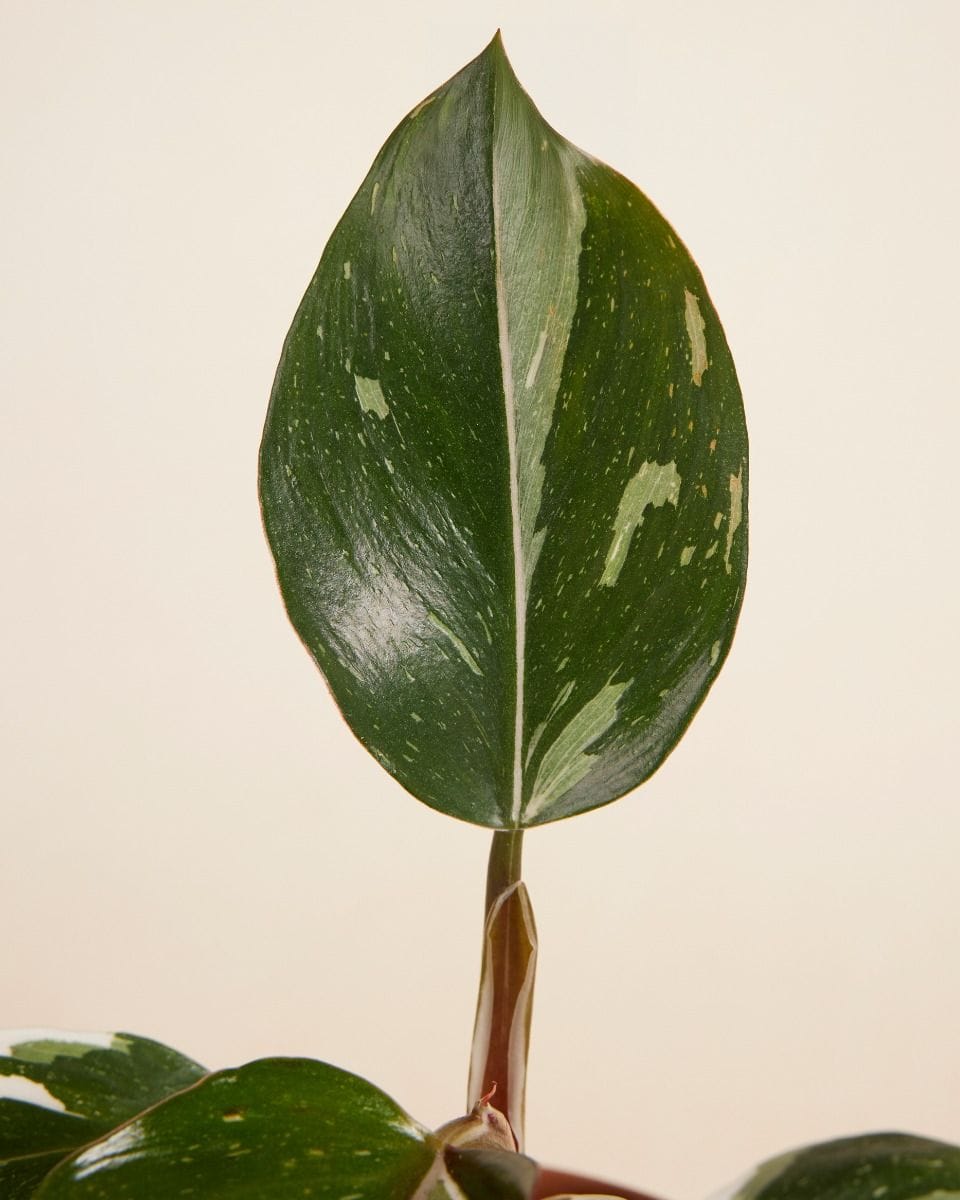 Philodendron White Knight