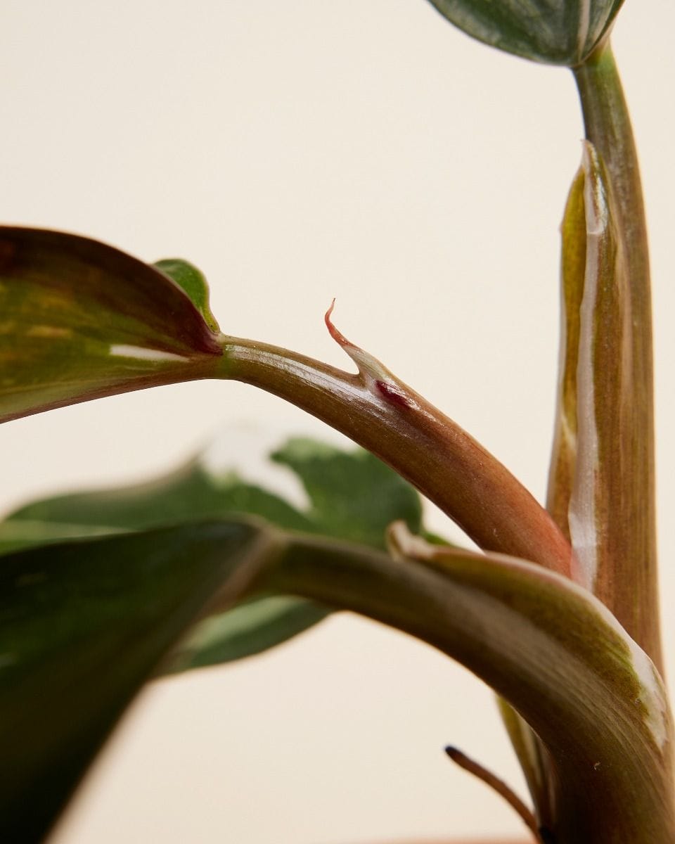 Philodendron White Knight