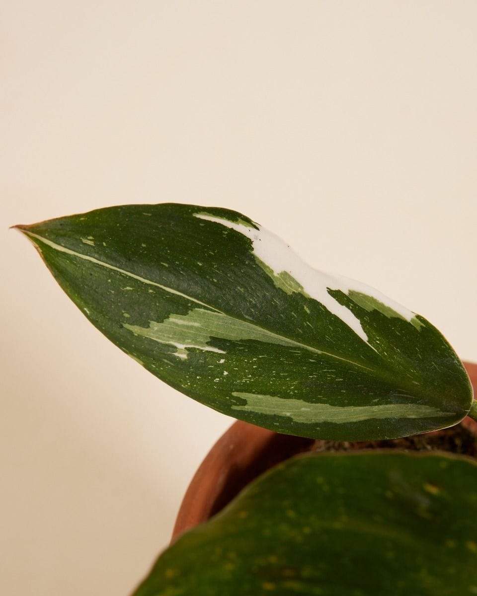 Philodendron White Knight