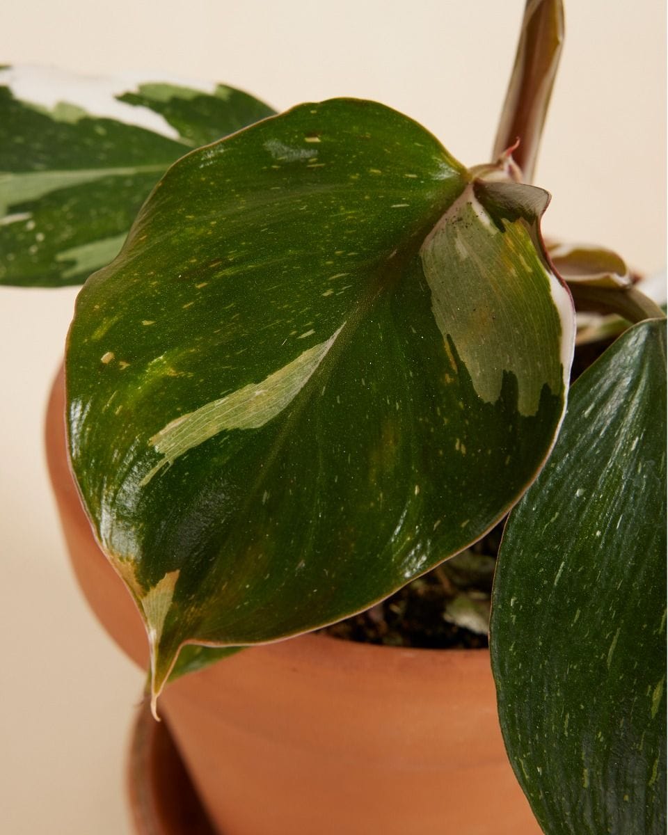 Philodendron White Knight