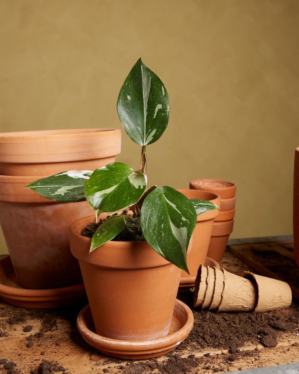 Philodendron White Knight