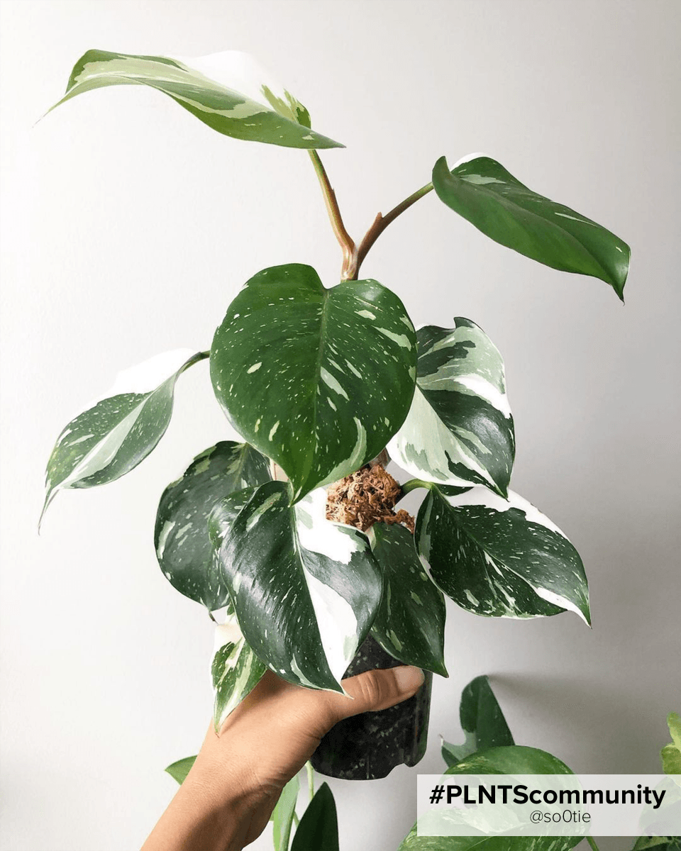 Philodendron White Knight