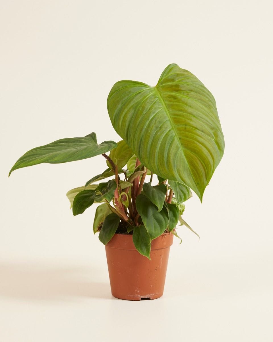 Philodendron Fuzzy Petiole