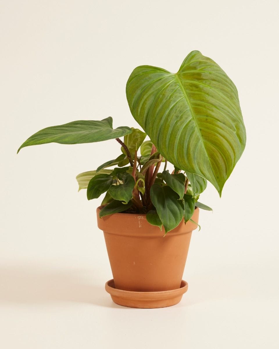 Philodendron Fuzzy Petiole