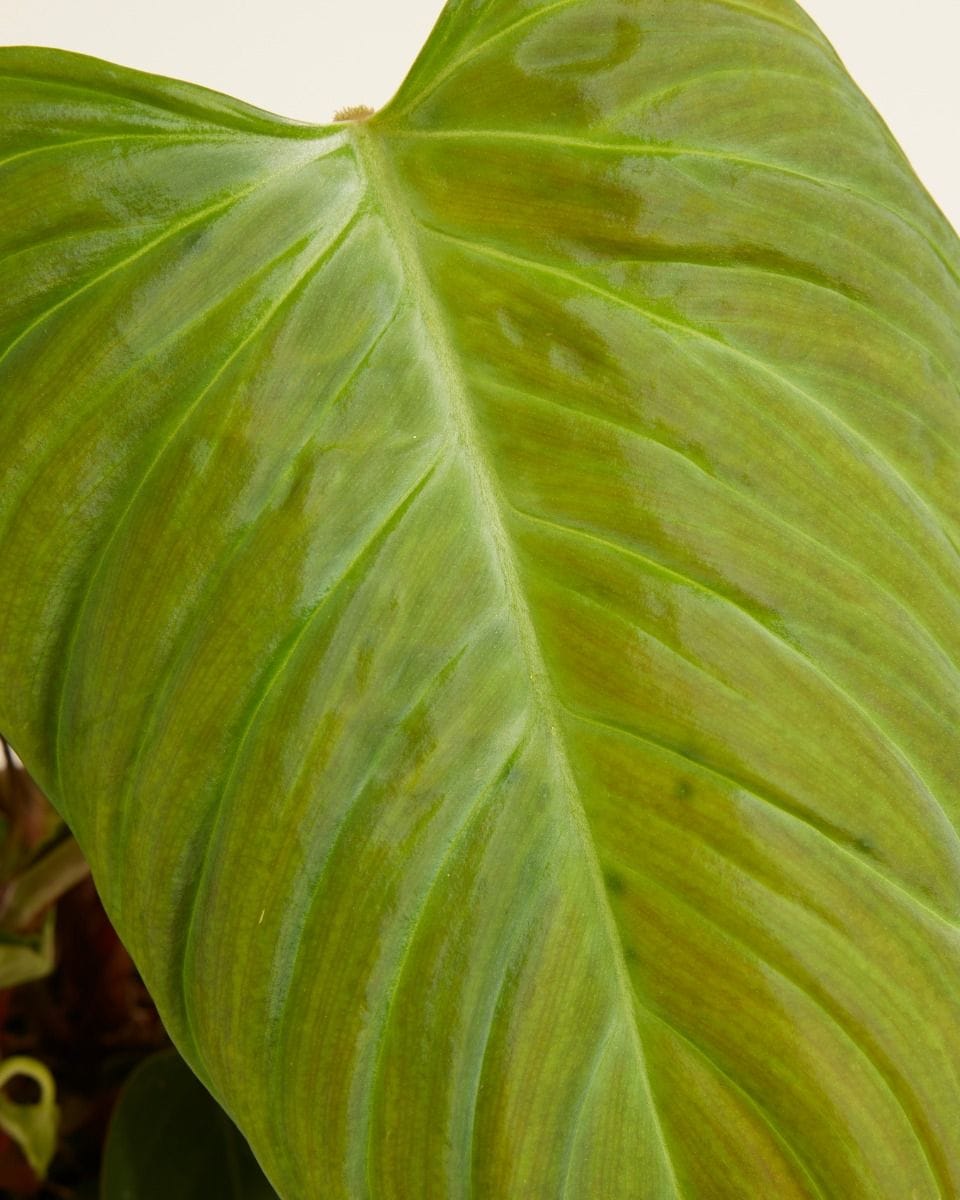 Philodendron Fuzzy Petiole