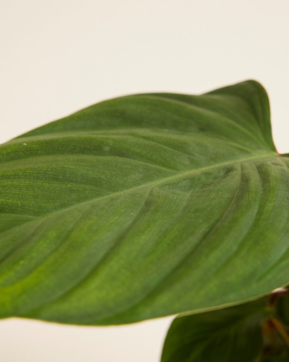 Philodendron Fuzzy Petiole