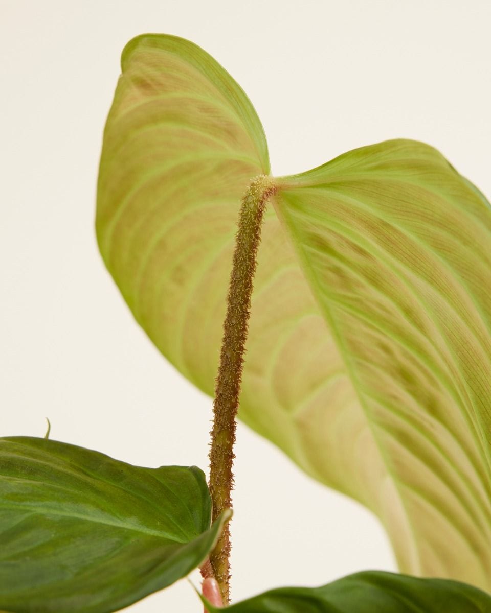 Philodendron Fuzzy Petiole