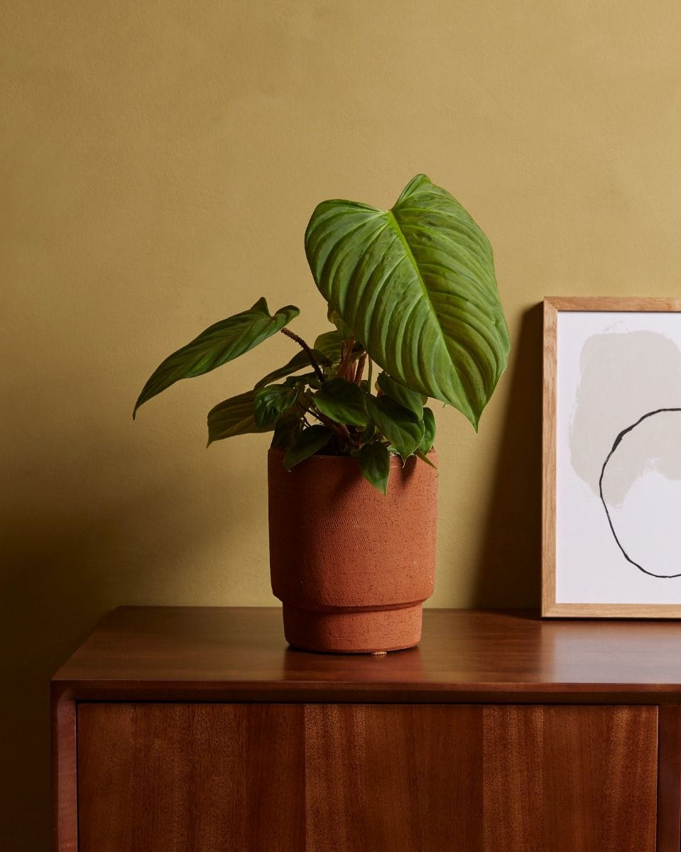 Philodendron Fuzzy Petiole