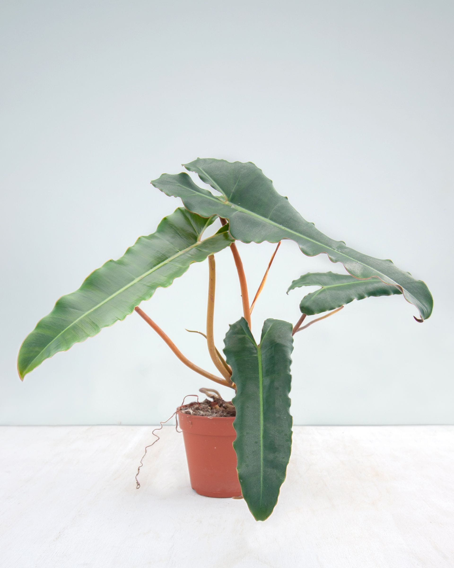 Philodendron Baumfreund Billietiae x Atabapoense