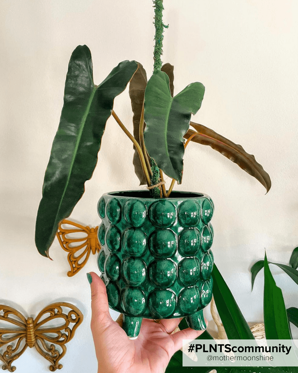Philodendron Baumfreund Billietiae x Atabapoense