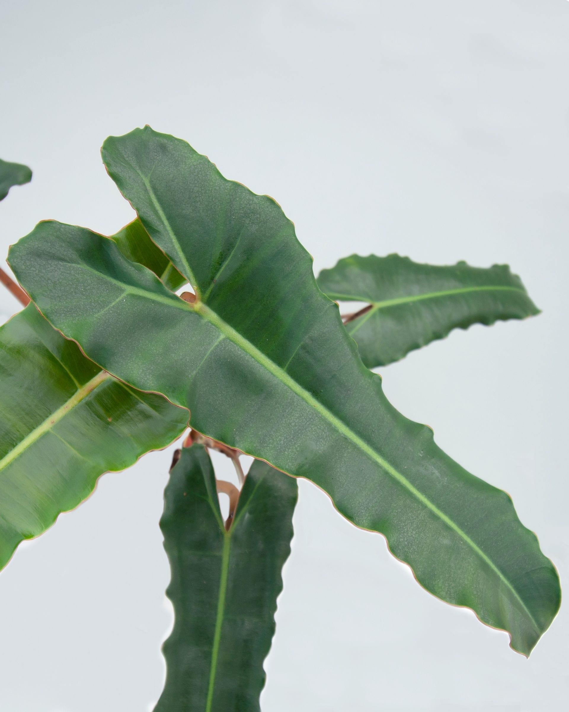 Philodendron Baumfreund Billietiae x Atabapoense