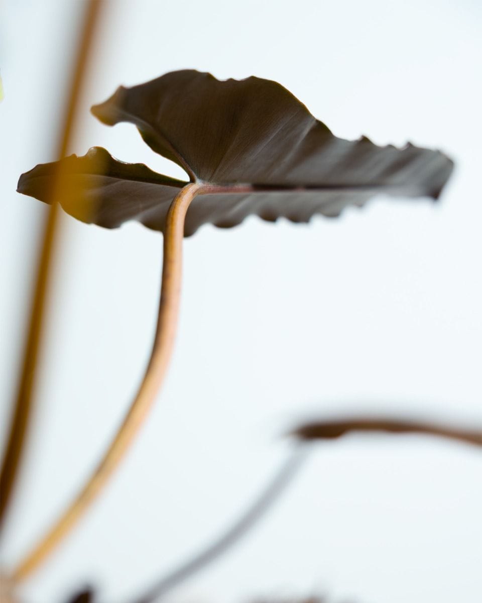 Philodendron Baumfreund Billietiae x Atabapoense