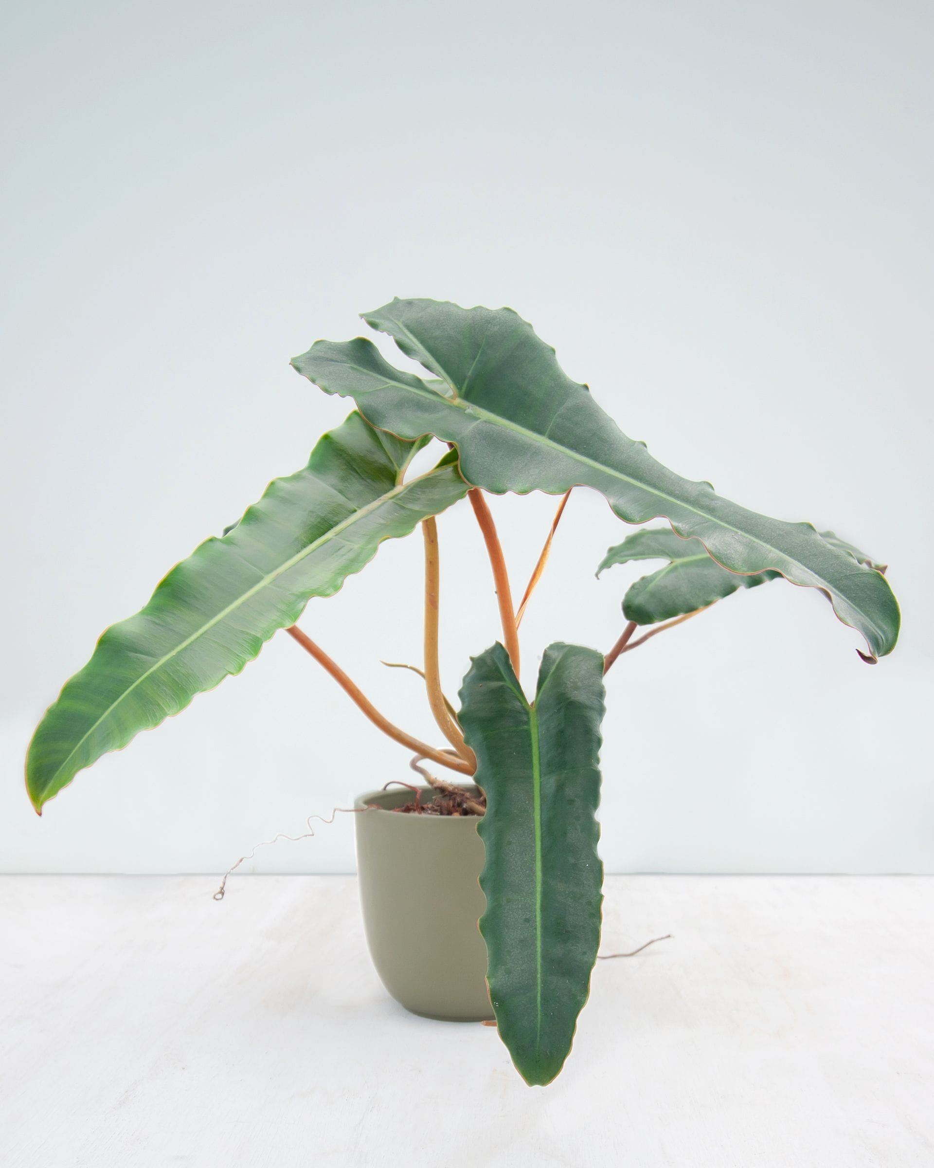 Philodendron Baumfreund Billietiae x Atabapoense