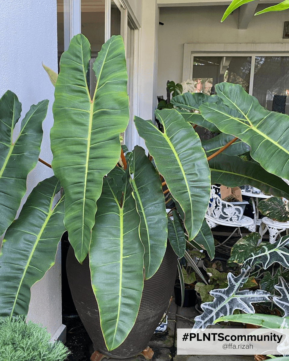 Philodendron Baumfreund Billietiae x Atabapoense