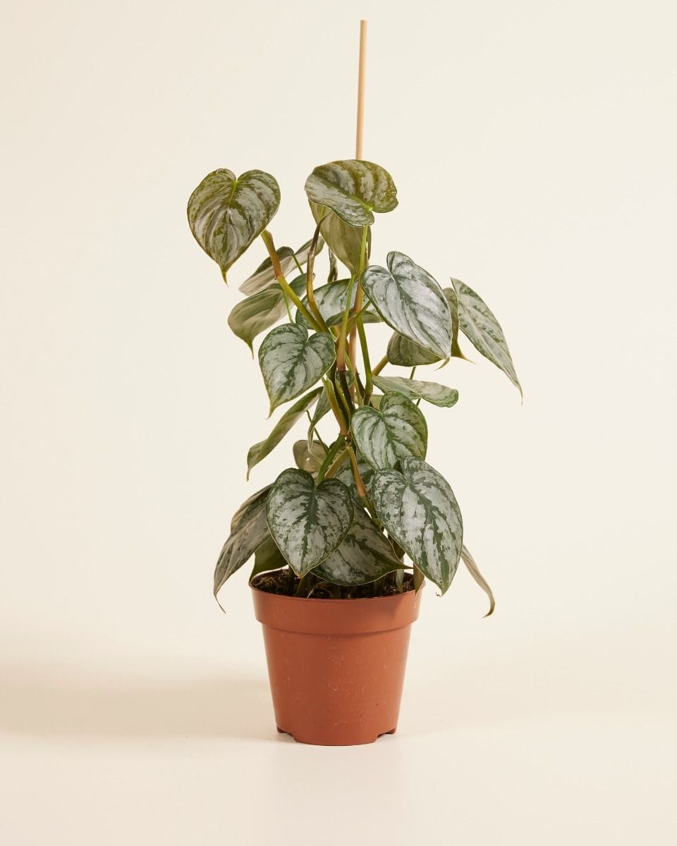 Philodendron Brandtianum