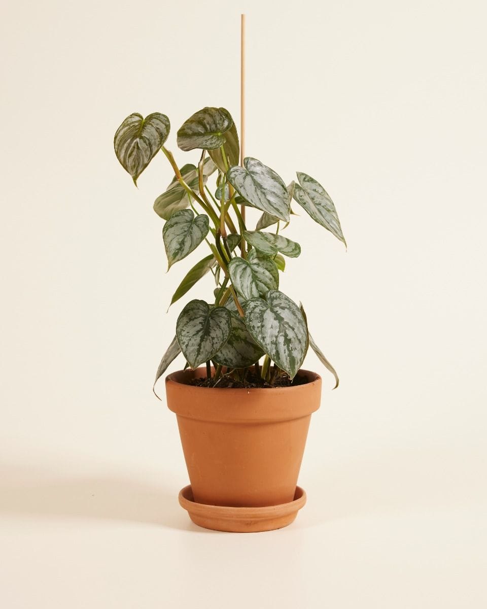 Philodendron Brandtianum