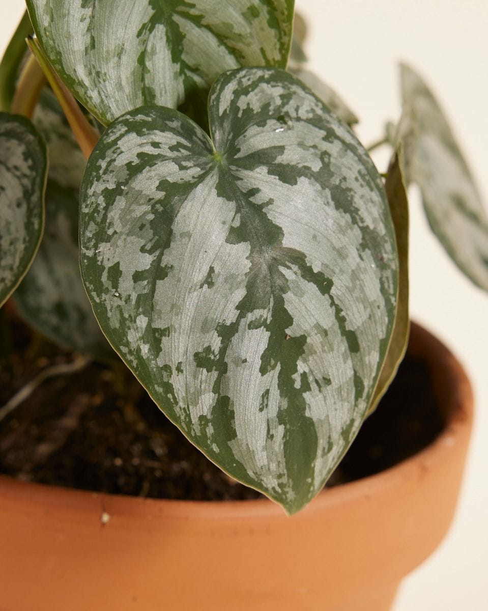 Philodendron Brandtianum