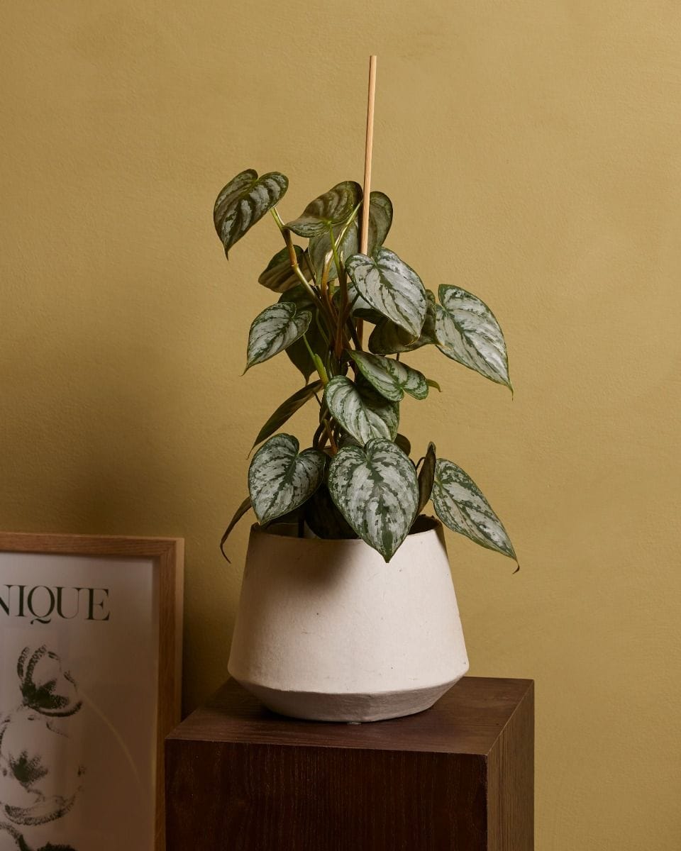 Philodendron Brandtianum