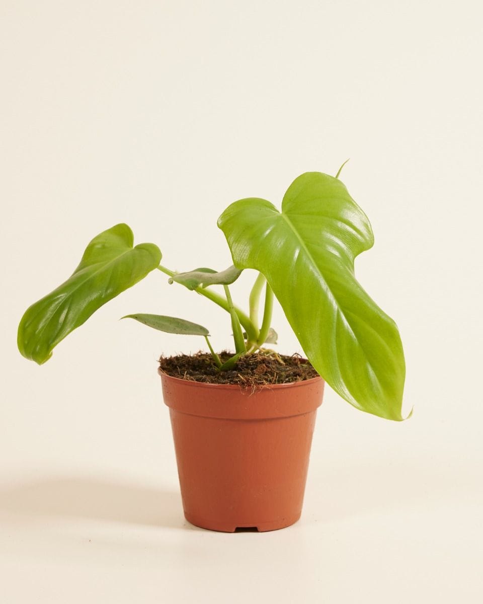 Philodendron Horsehead Golden Violin