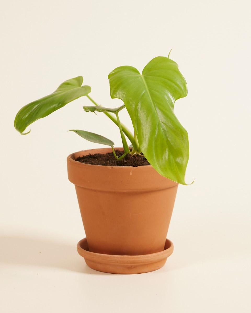Philodendron Horsehead Golden Violin
