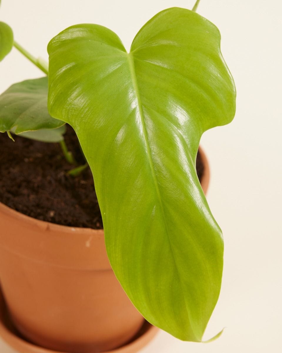 Philodendron Horsehead Golden Violin
