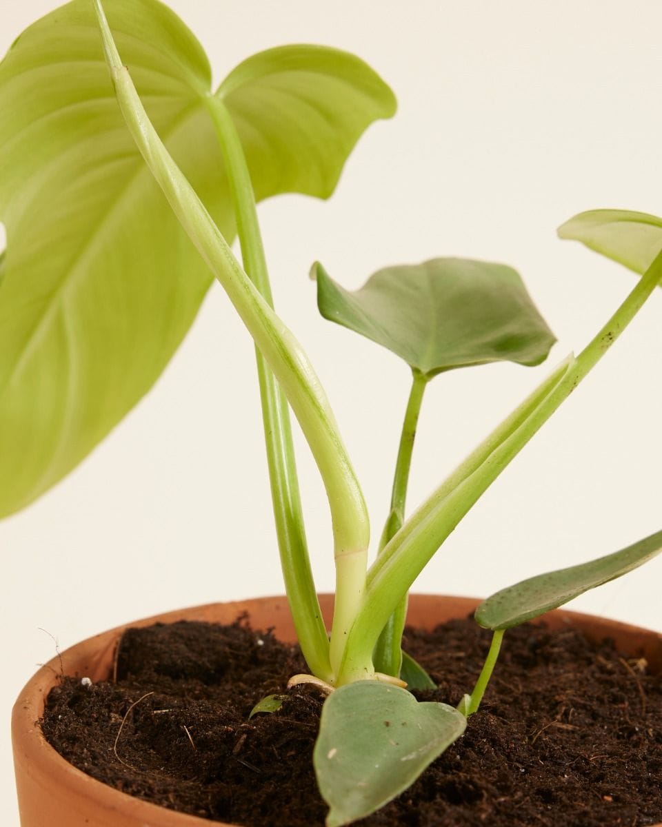 Philodendron Horsehead Golden Violin
