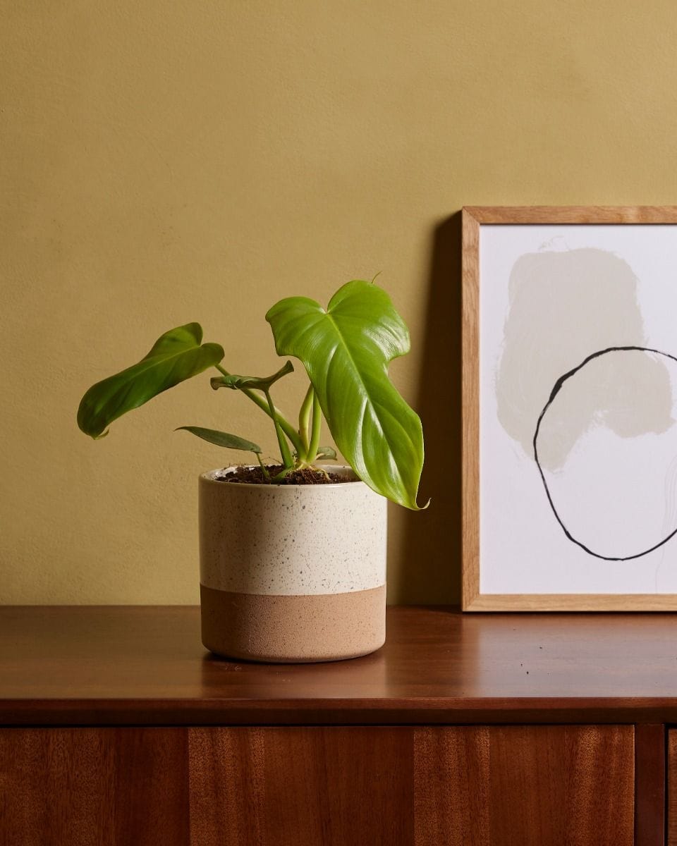 Philodendron Horsehead Golden Violin