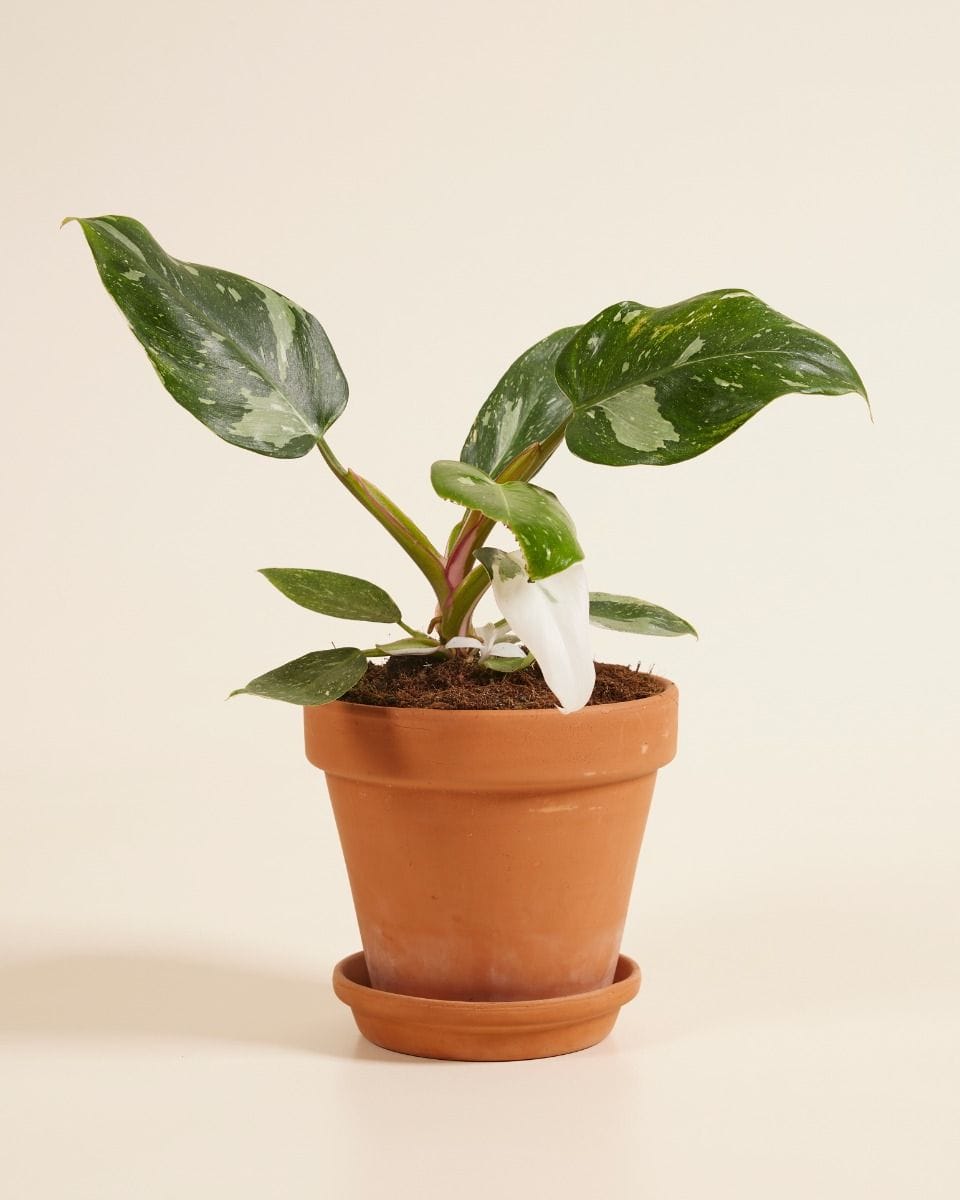 Philodendron White Princess