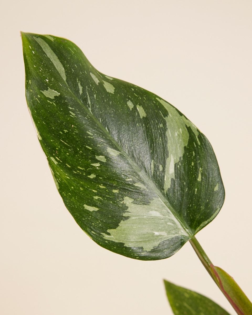 Philodendron White Princess