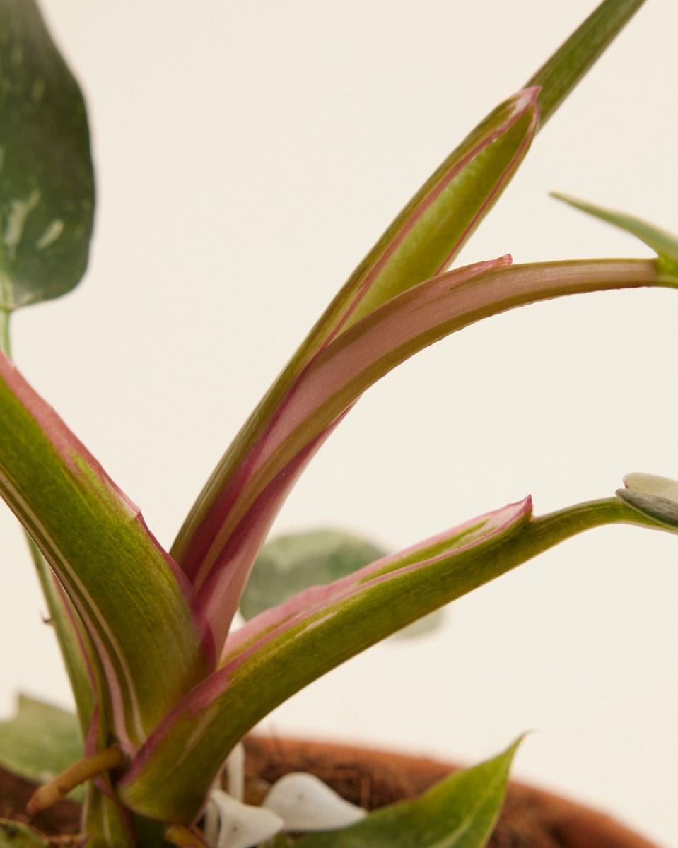 Philodendron White Princess