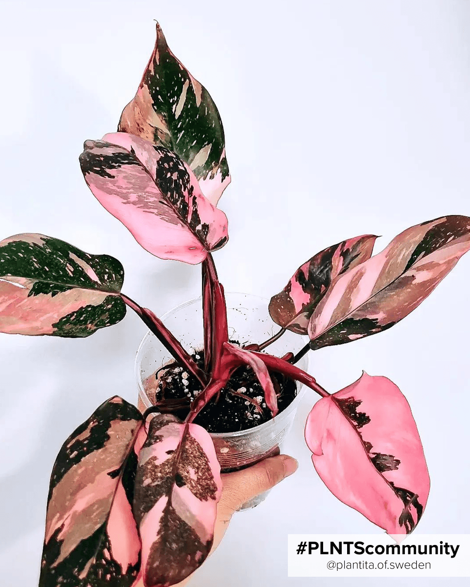 Philodendron Pink Princess