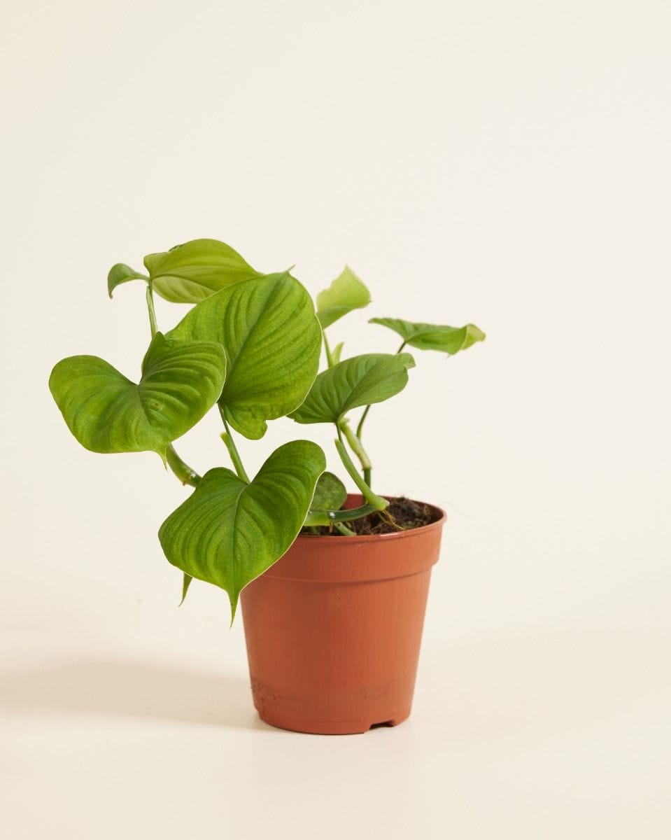 Philodendron Peru