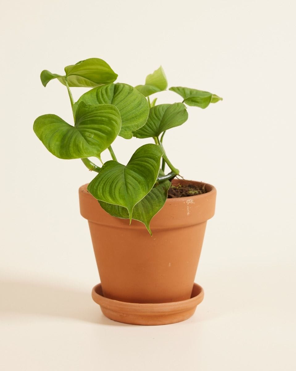 Philodendron Peru