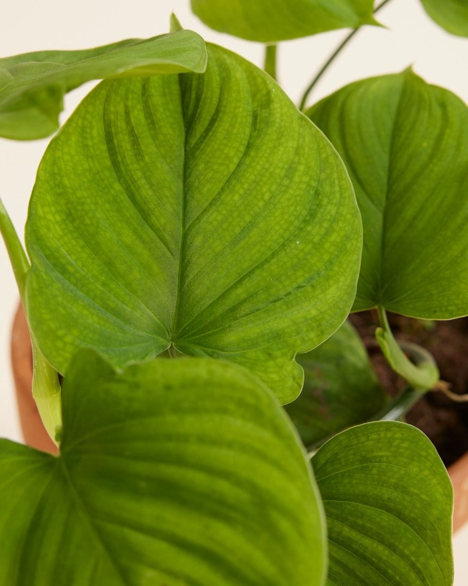Philodendron Peru