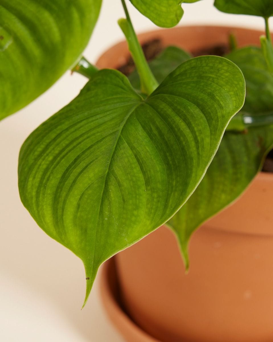 Philodendron Peru