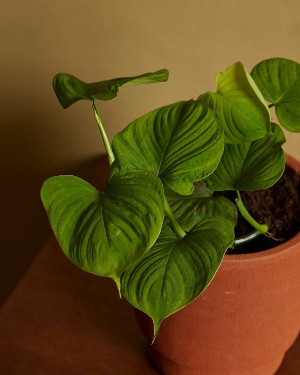 Philodendron Peru