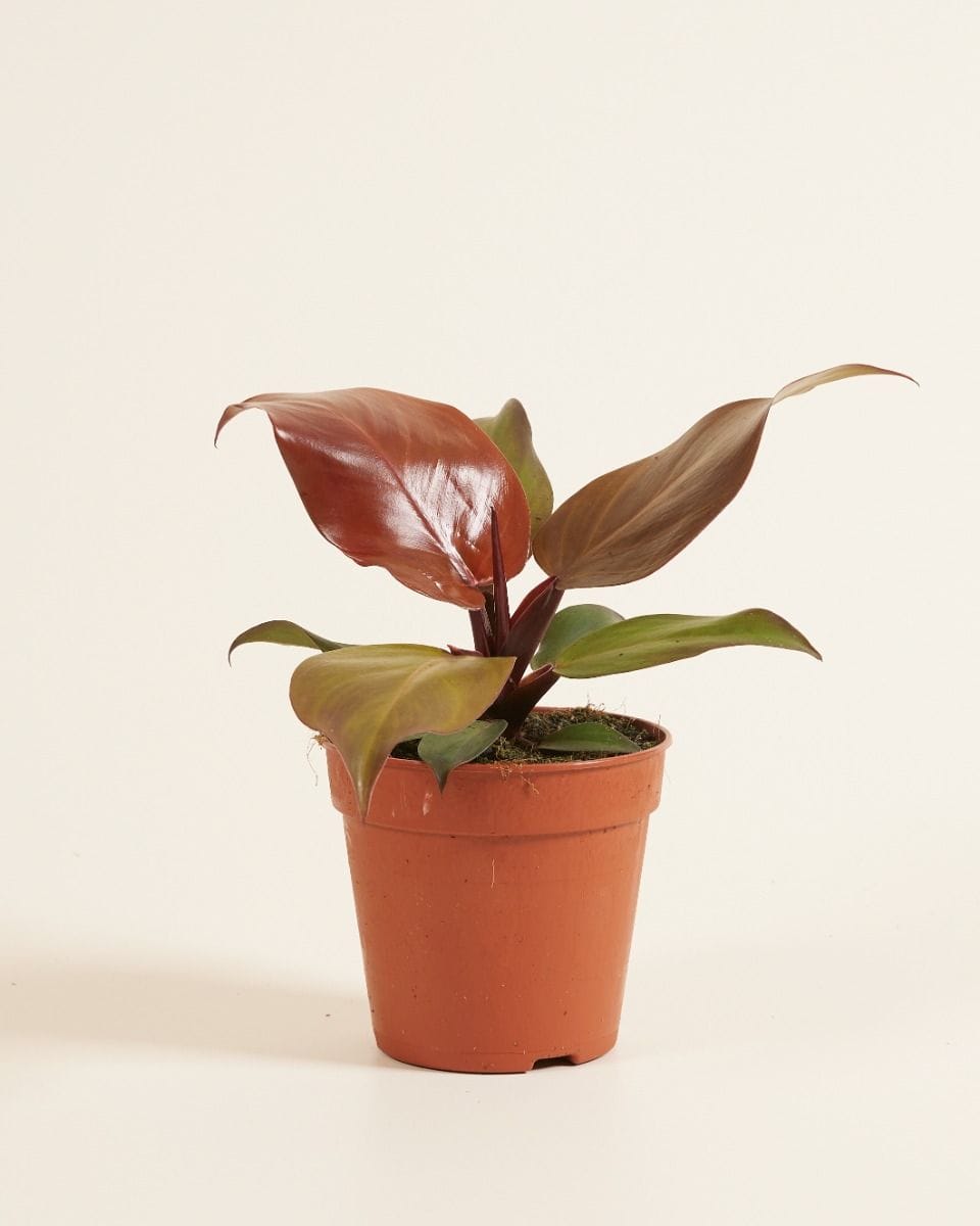 Philodendron McColley's Finale