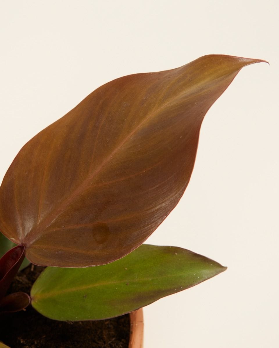Philodendron McColley's Finale