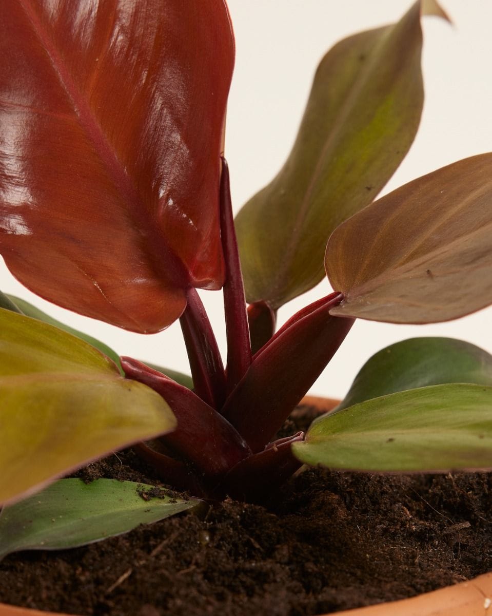 Philodendron McColley's Finale