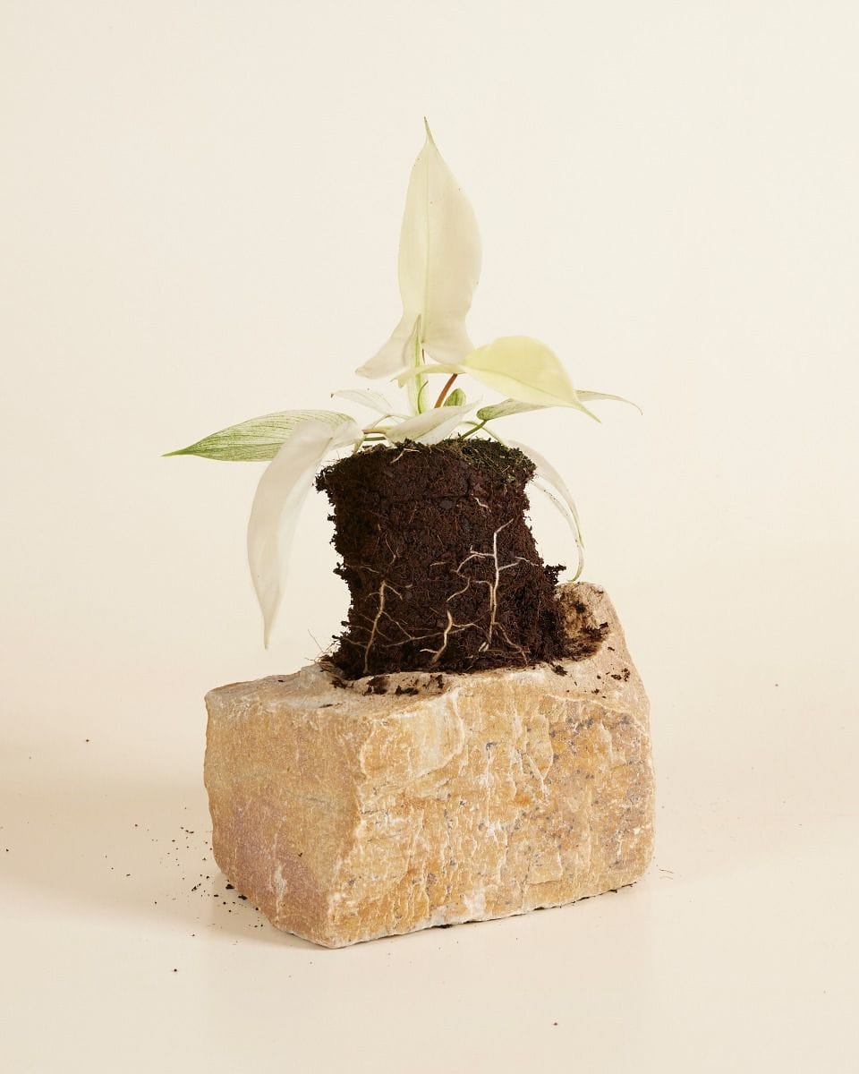 Philodendron Florida Ghost