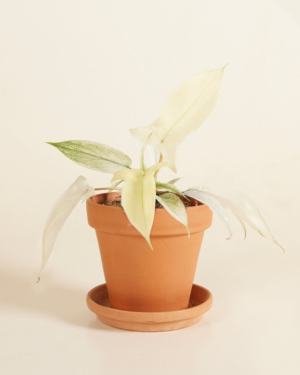 Philodendron Florida Ghost