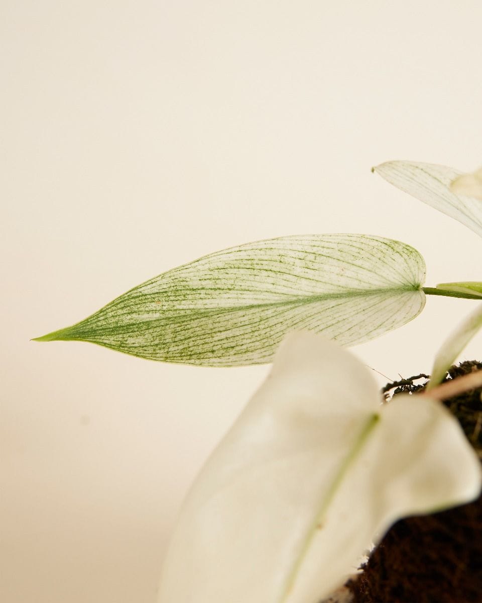 Philodendron Florida Ghost