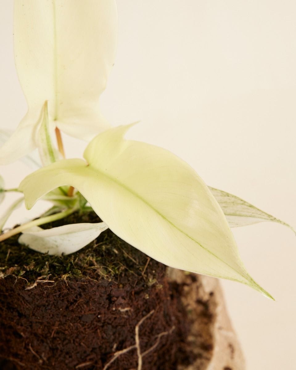 Philodendron Florida Ghost