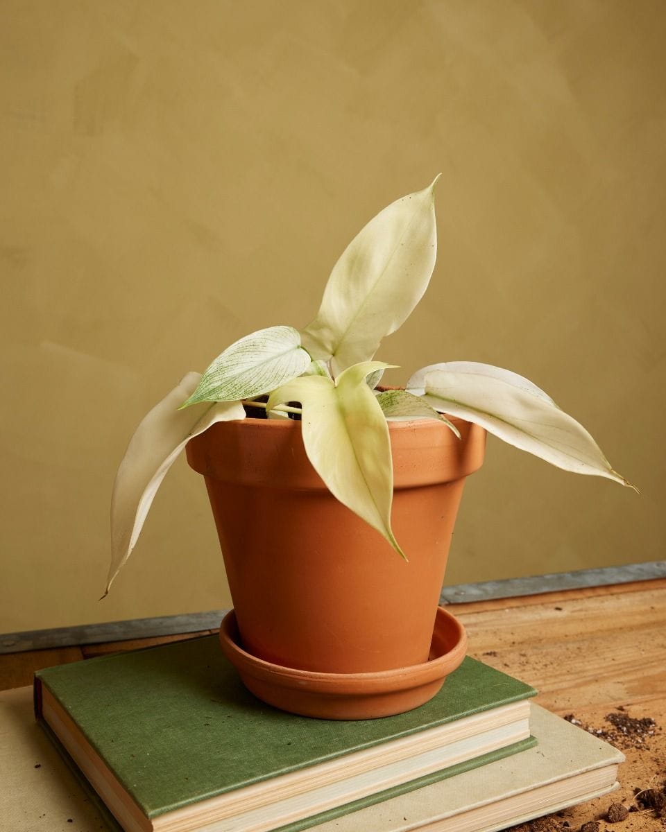 Philodendron Florida Ghost