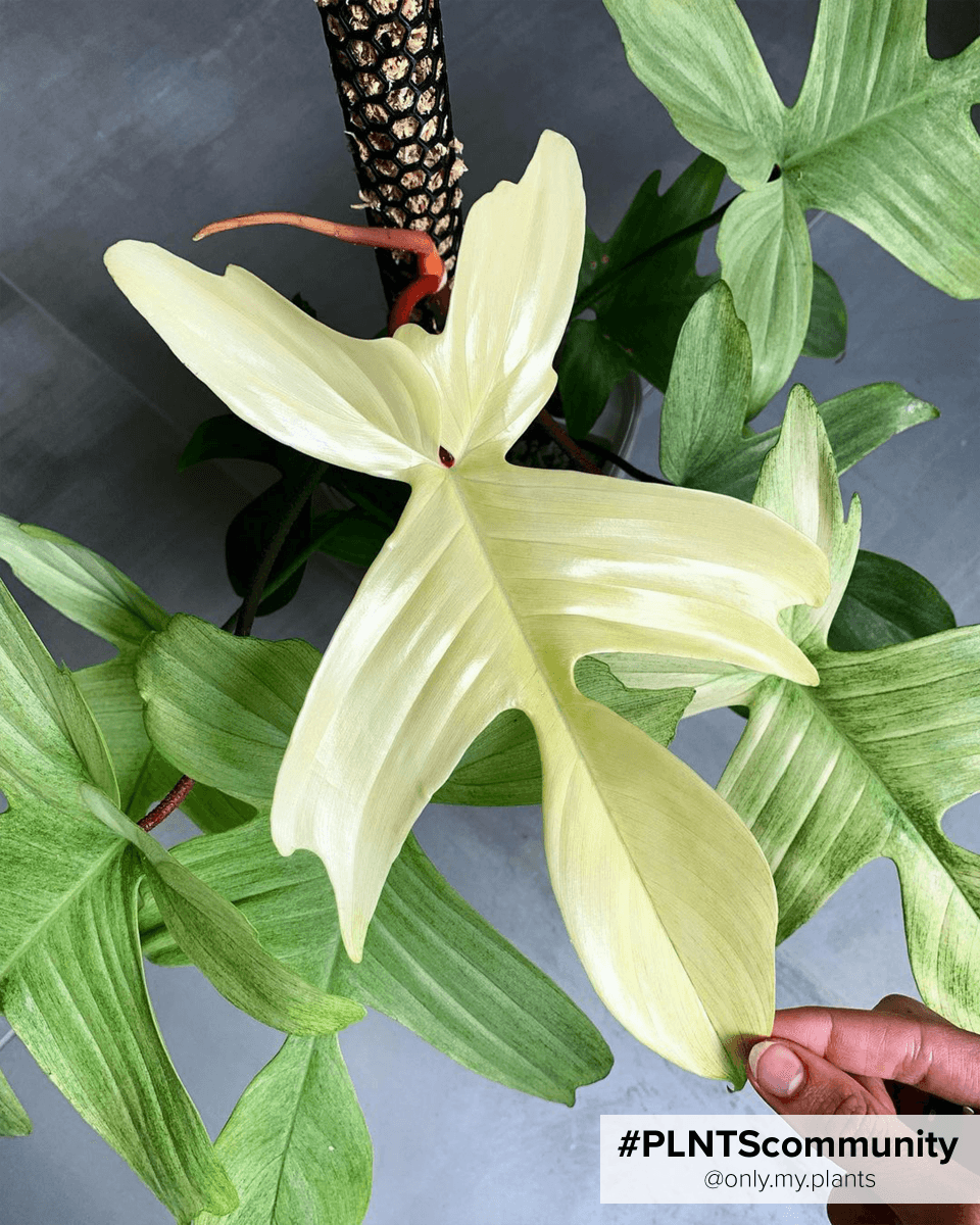 Philodendron Florida Ghost