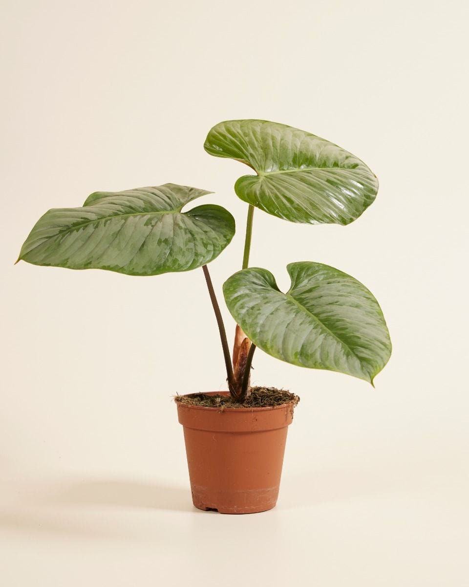 Philodendron Sodiroi